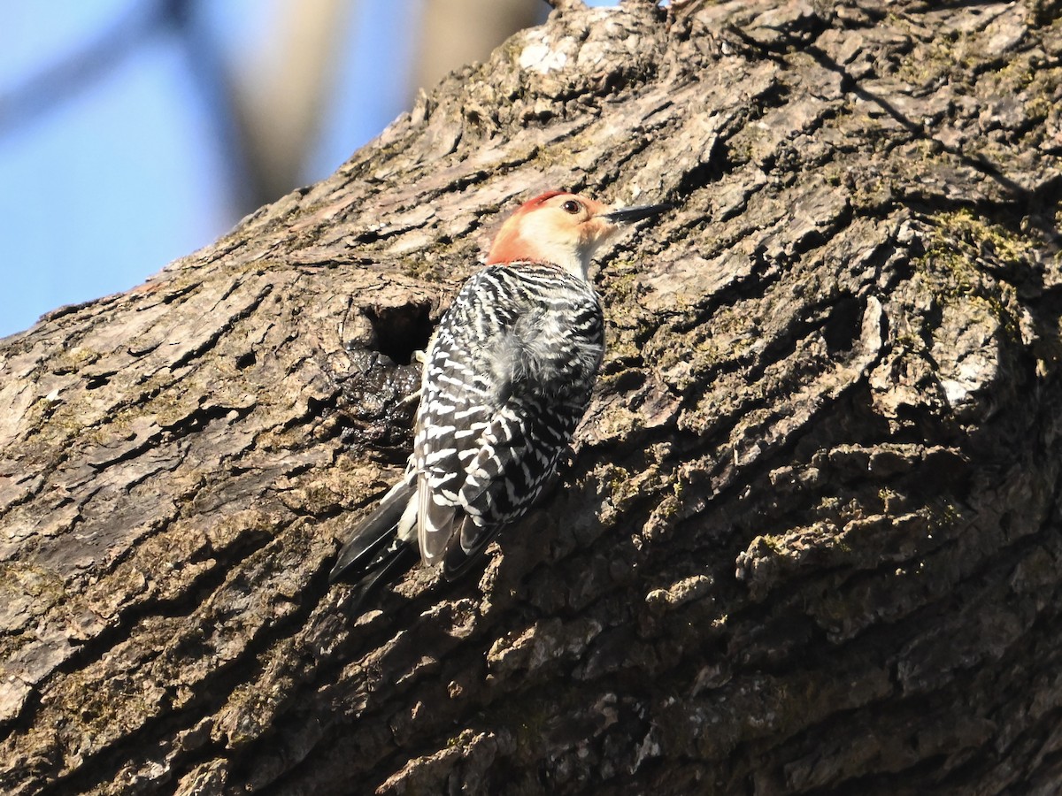 Red-bellied Woodpecker - ML613390551