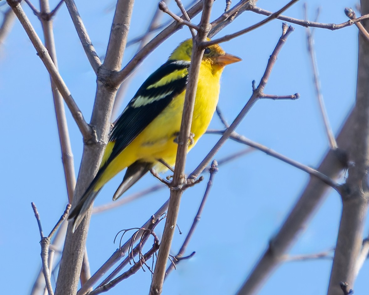 Western Tanager - ML613390658