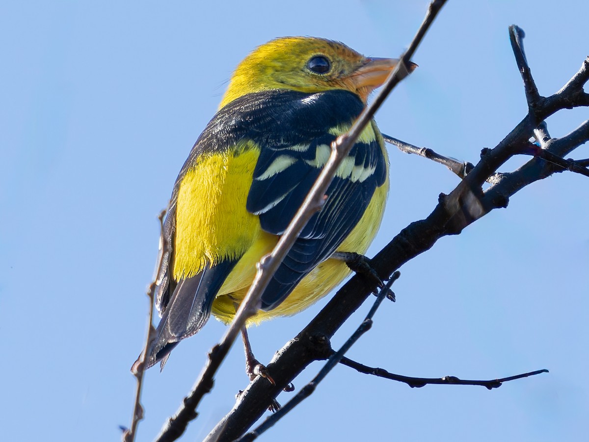 Western Tanager - ML613390659