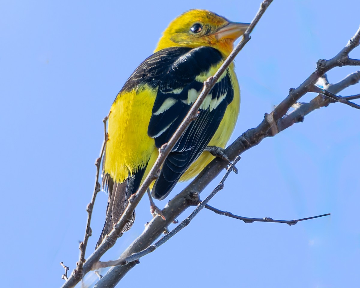 Western Tanager - ML613390660