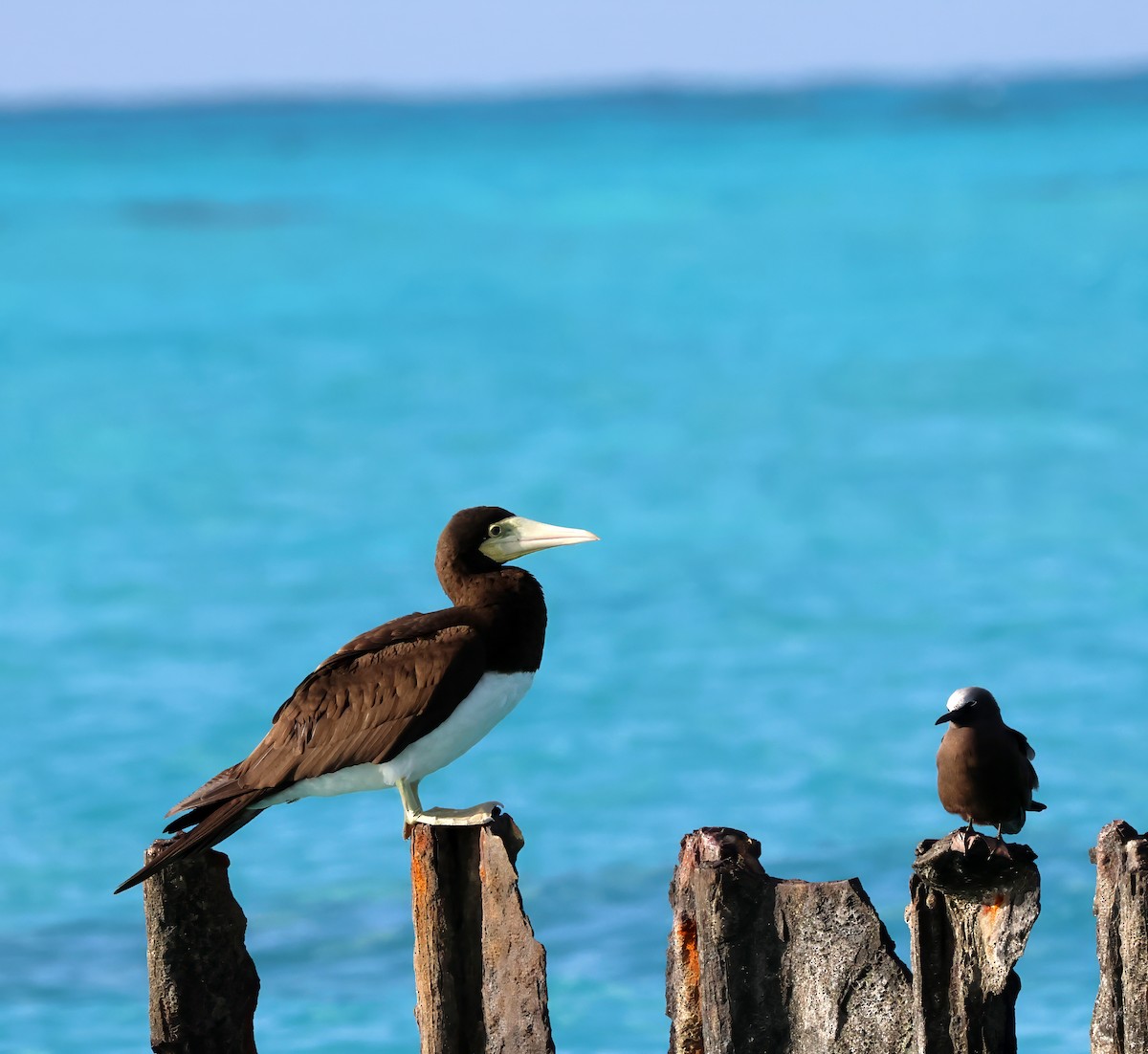 Brown Booby - ML613390786