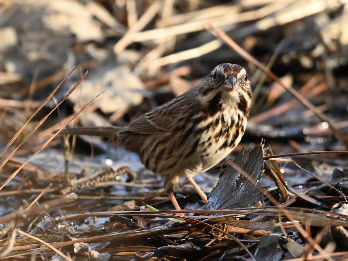 Song Sparrow - William Woody