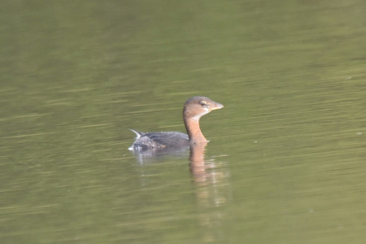 eBird Checklist 11 Jan 2024 Honeymoon Island SP 4 species