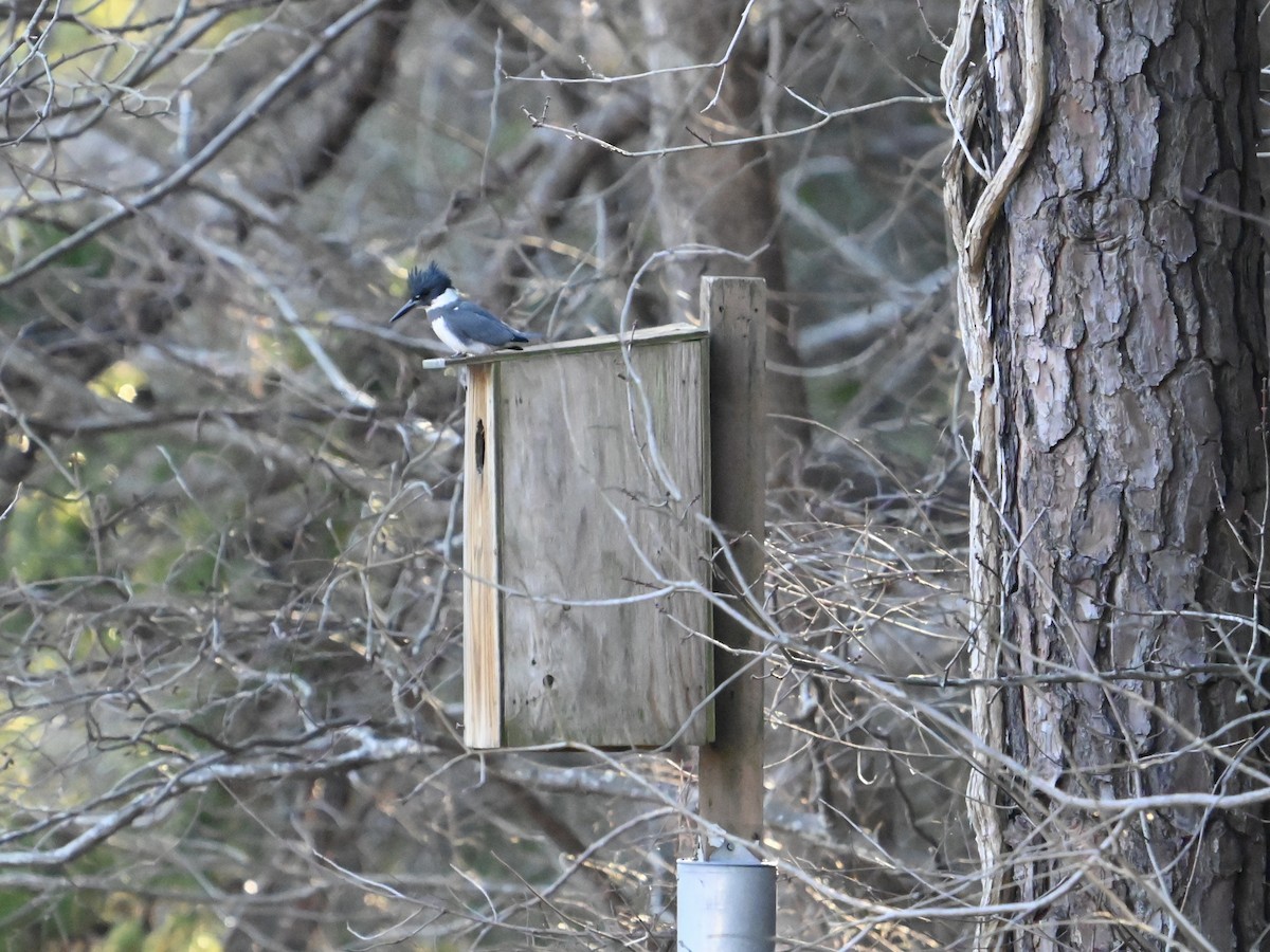 Belted Kingfisher - ML613390889