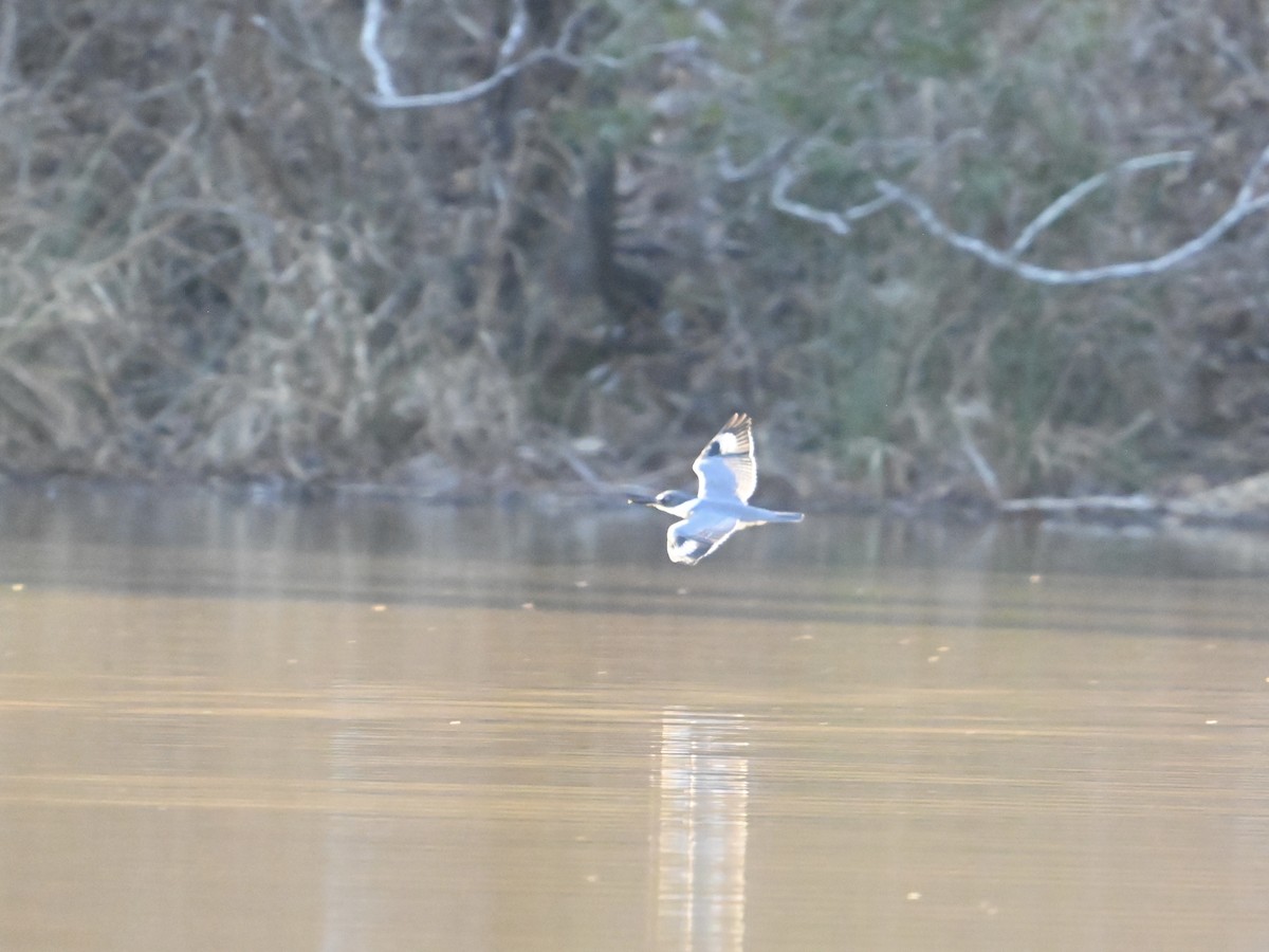 Belted Kingfisher - ML613390936