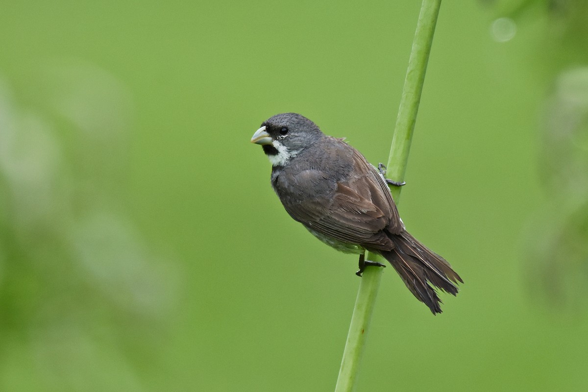 Double-collared Seedeater - Guilherme  Willrich
