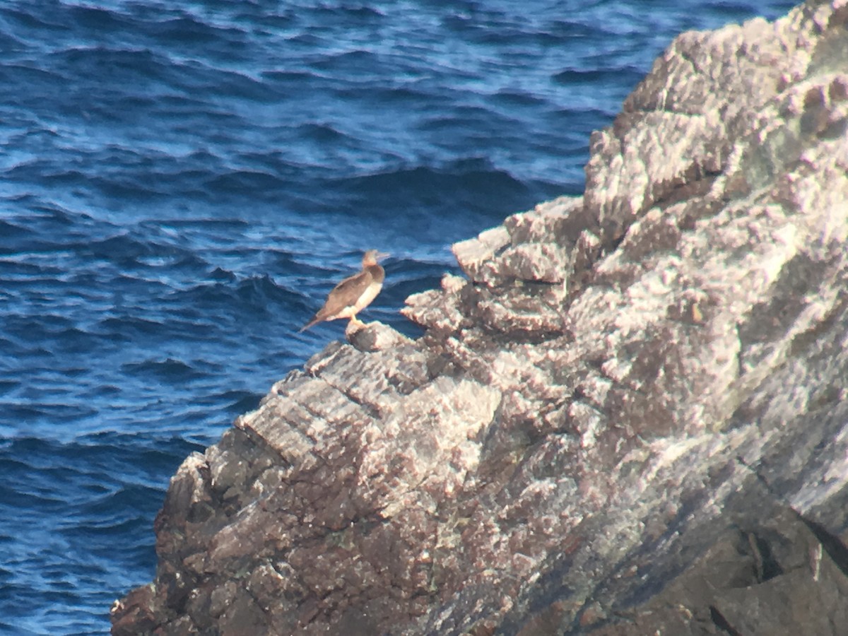 Brown Booby - ML613391233