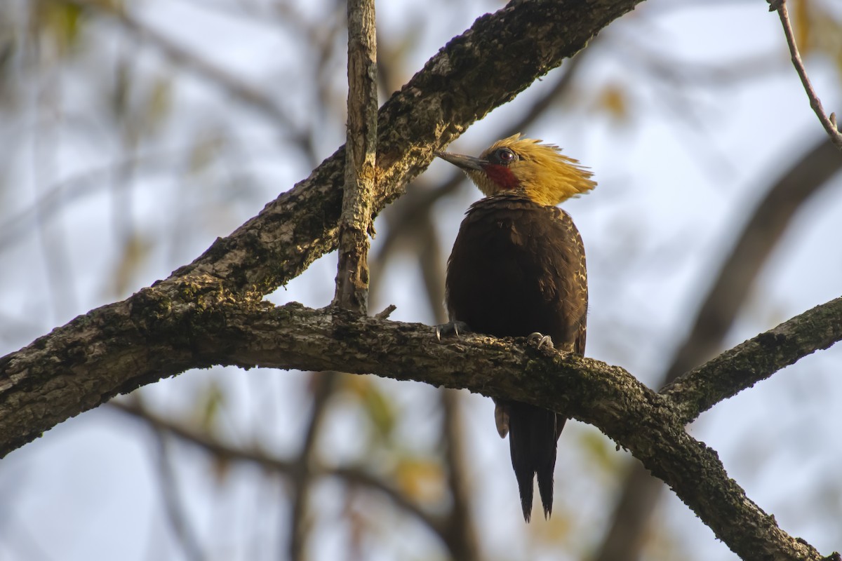 Pale-crested Woodpecker - ML613391266