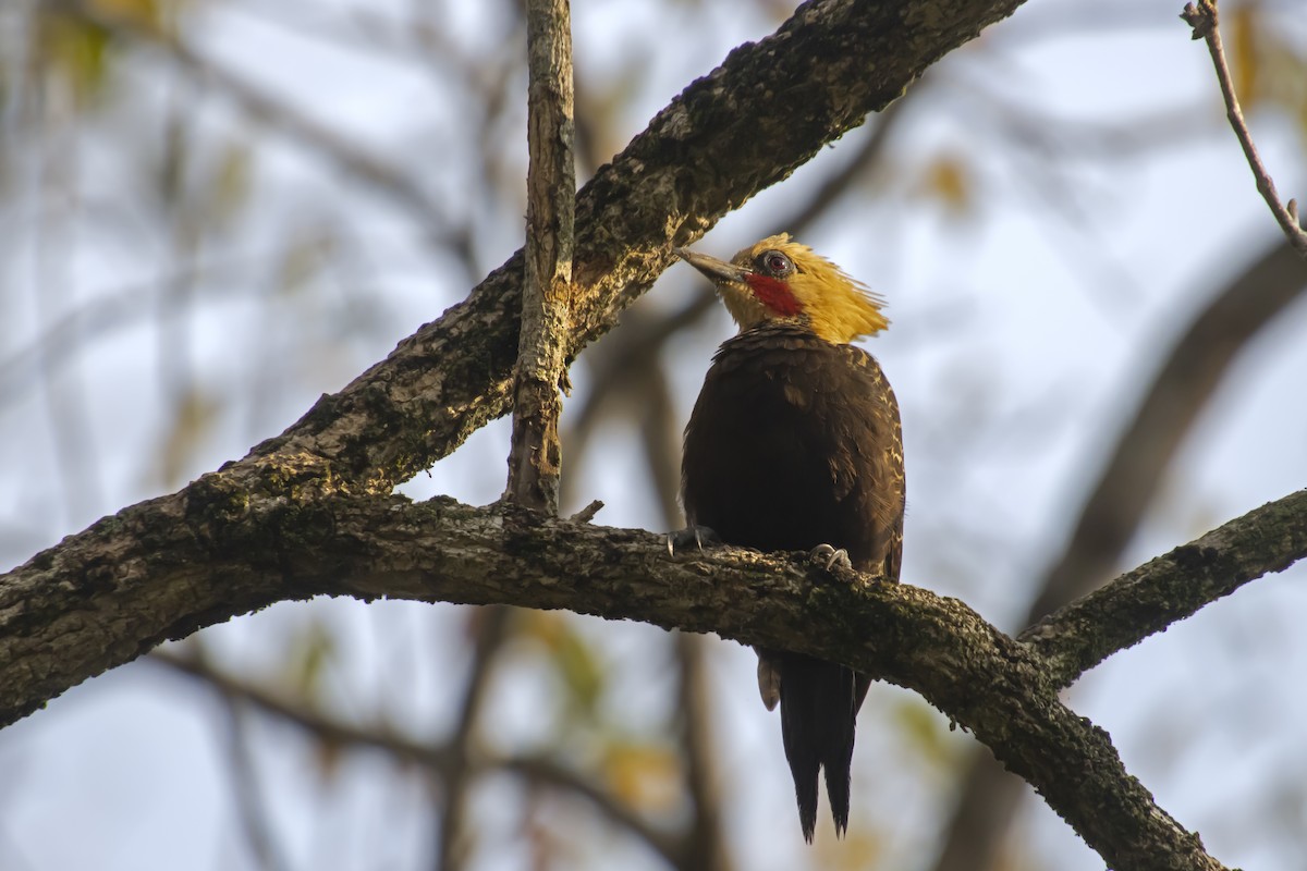 Pale-crested Woodpecker - ML613391267