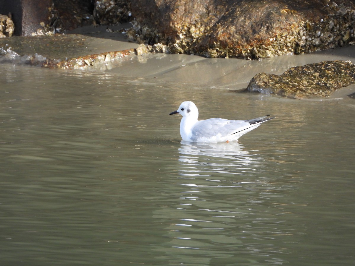 eBird Checklist 11 Jan 2024 Vilano Beach Nature Boardwalk 9 species
