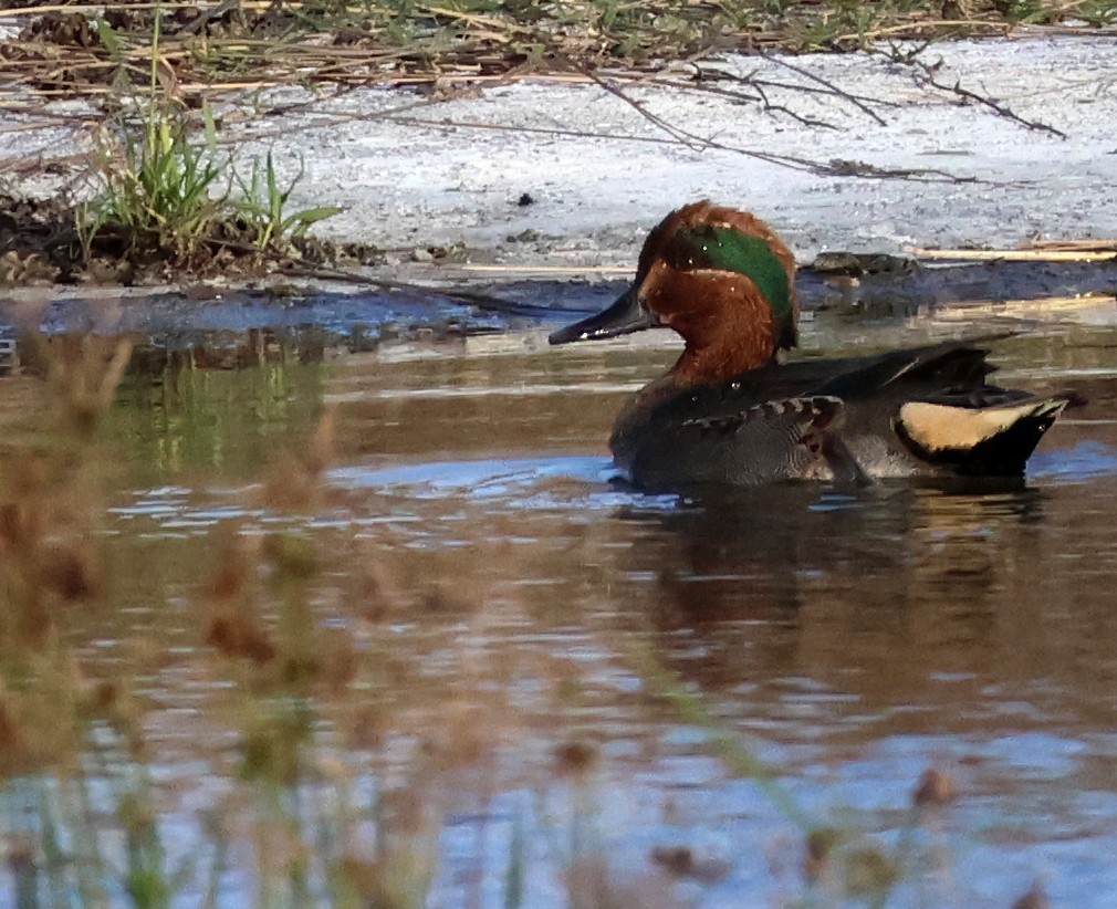 Green-winged Teal - ML613391341
