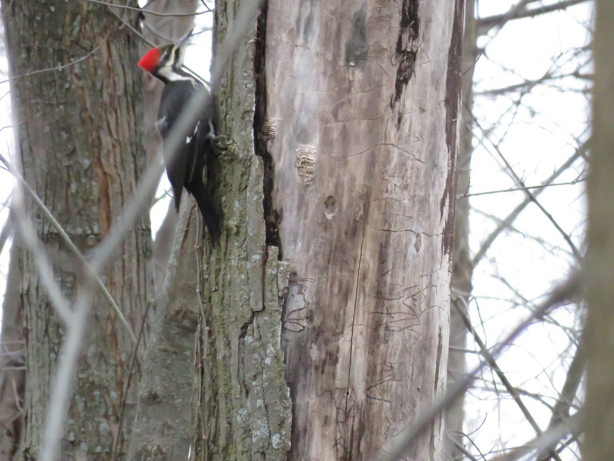 Pileated Woodpecker - ML613391393
