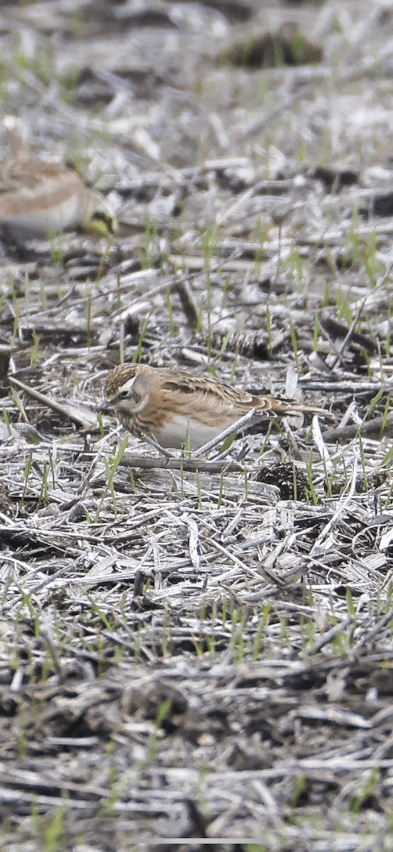 Ebird Checklist Jan Black Dirt Region Sod Farms Species