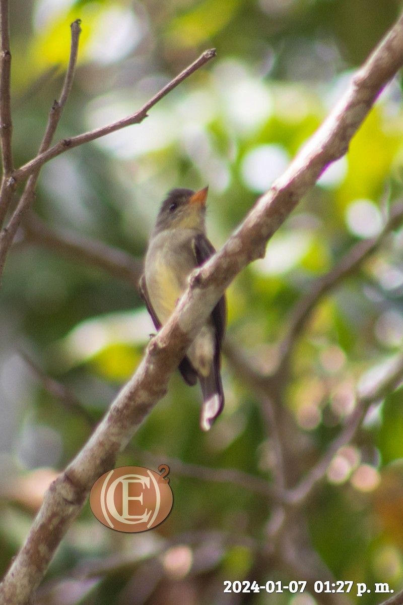 Northern Tropical Pewee - Eben Ezer Caamal Cahuich