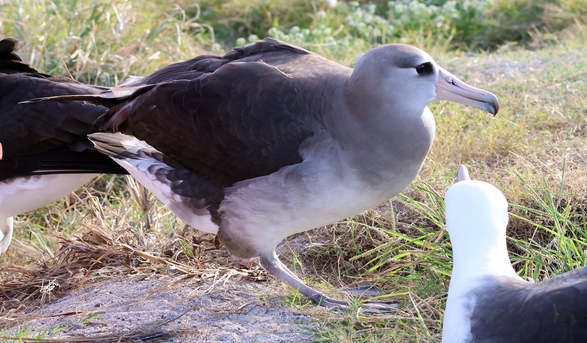 Laysan x Black-footed Albatross (hybrid) - Joelle Buffa Clyde Morris