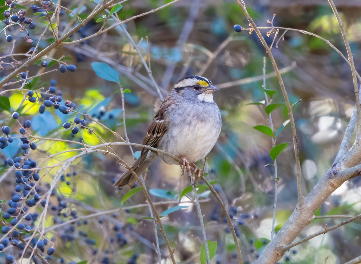 White-throated Sparrow - ML613391664