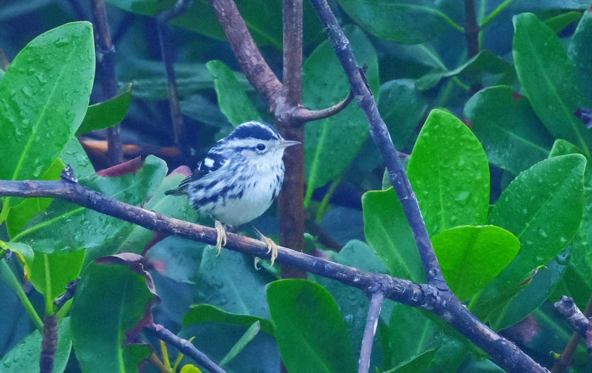 Black-and-white Warbler - ML613391674