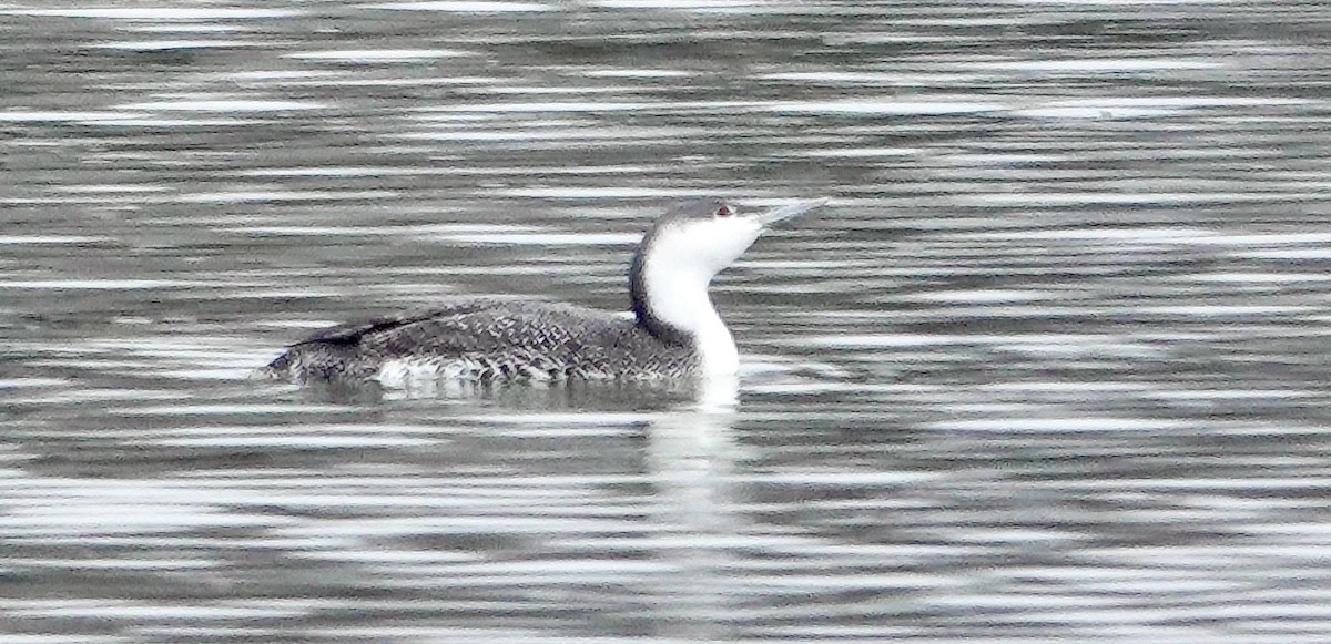 Red-throated Loon - ML613391679