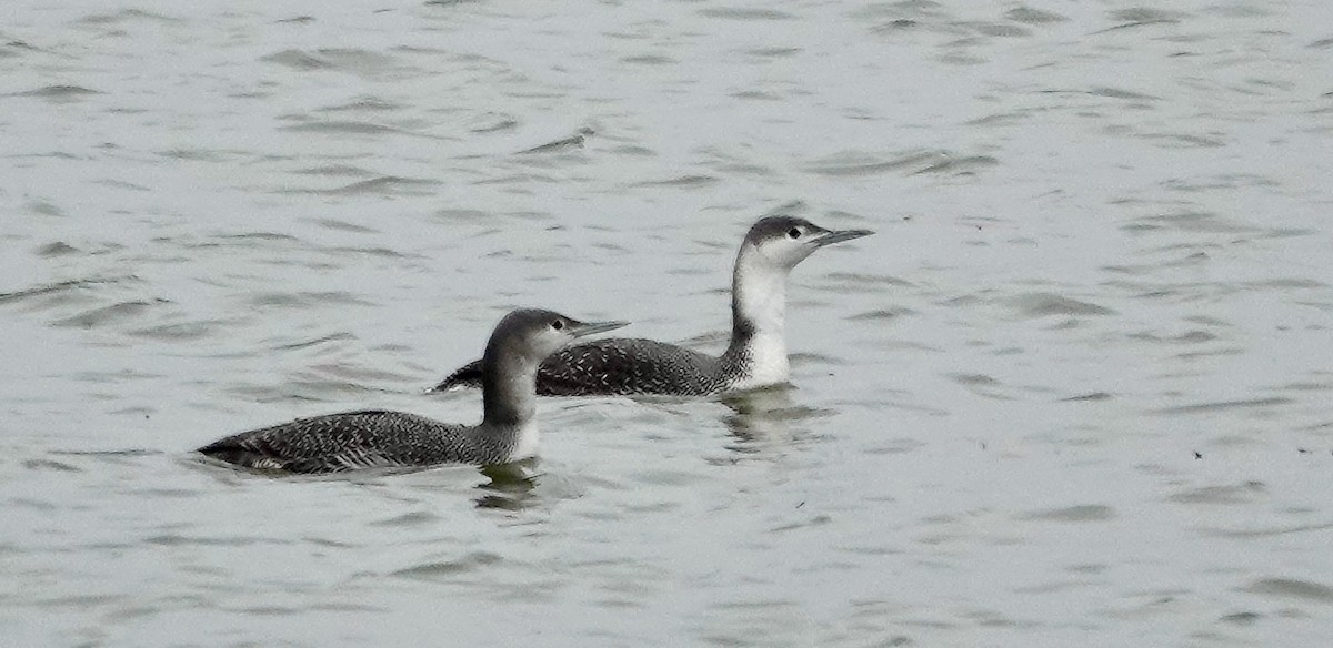 Red-throated Loon - ML613391680