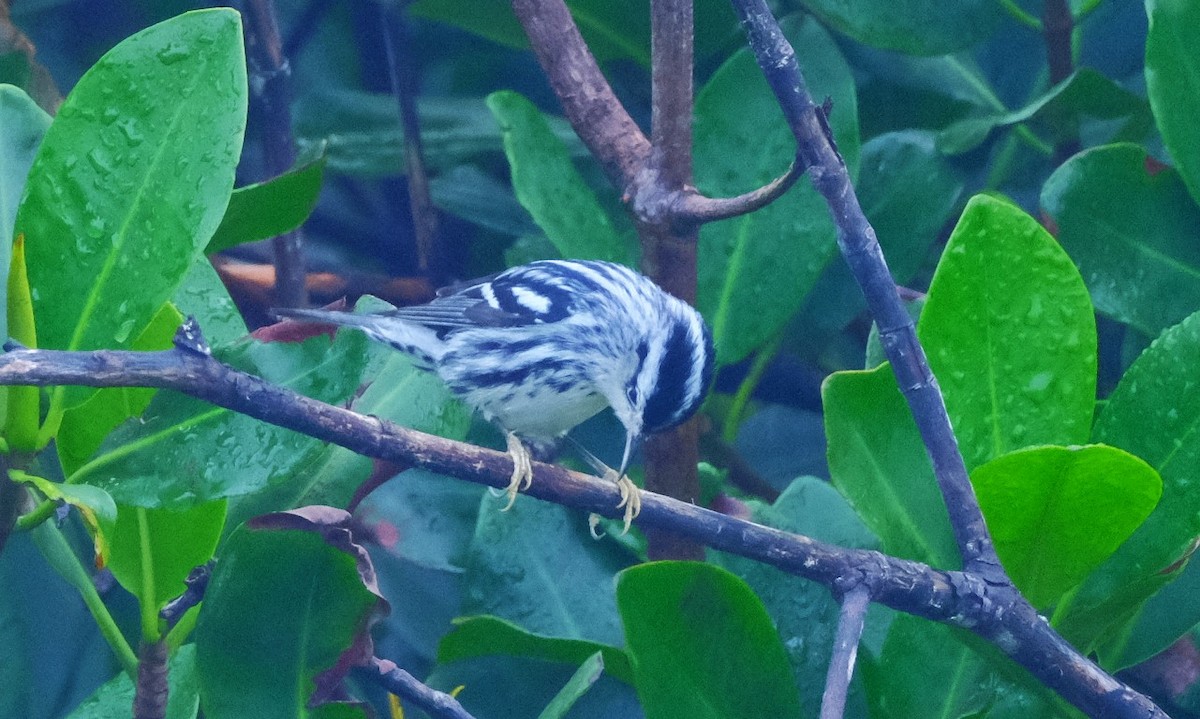 Black-and-white Warbler - ML613391725