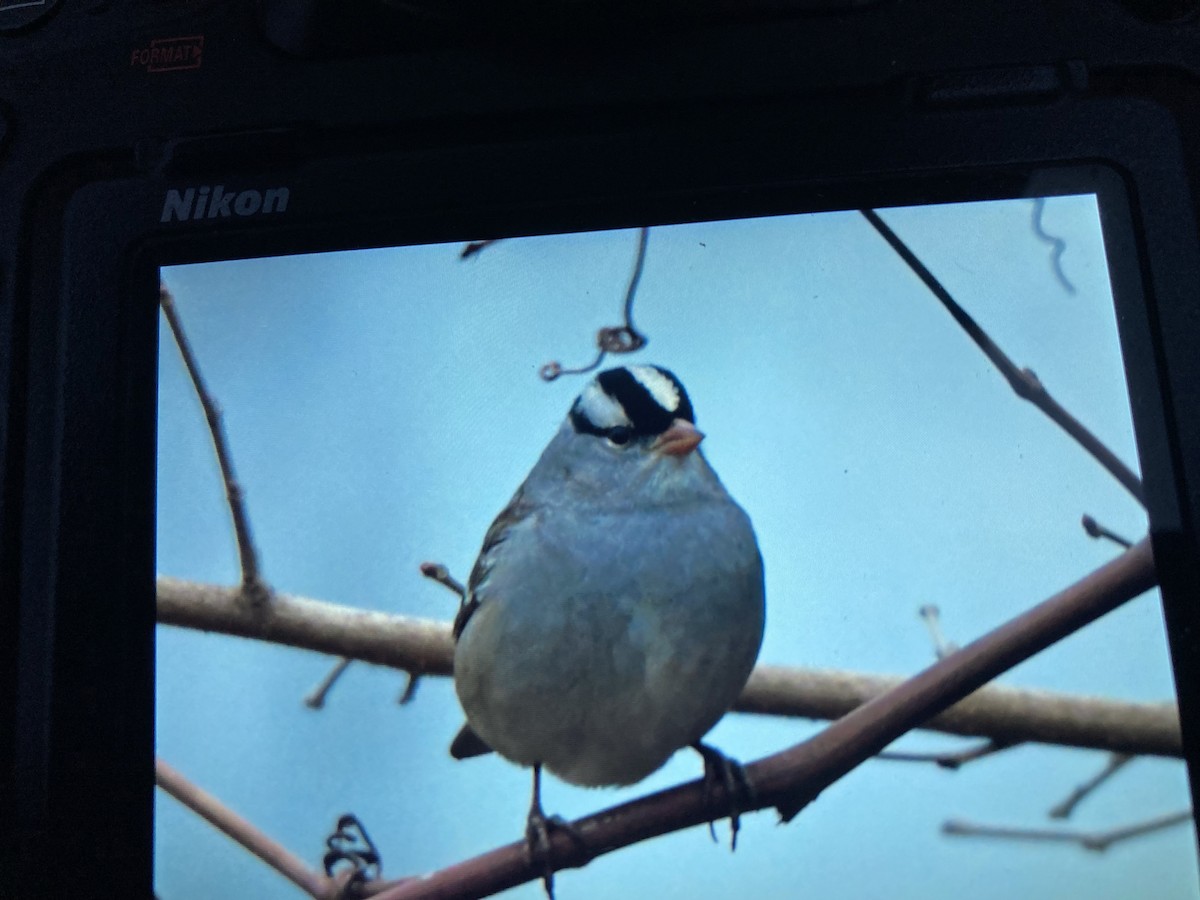 White-crowned Sparrow - ML613391727