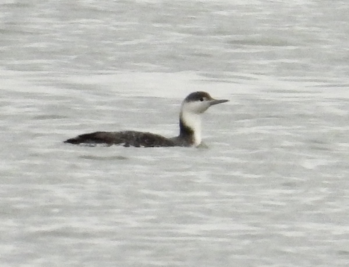 Red-throated Loon - ML613392105