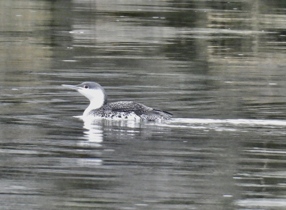 Red-throated Loon - ML613392106