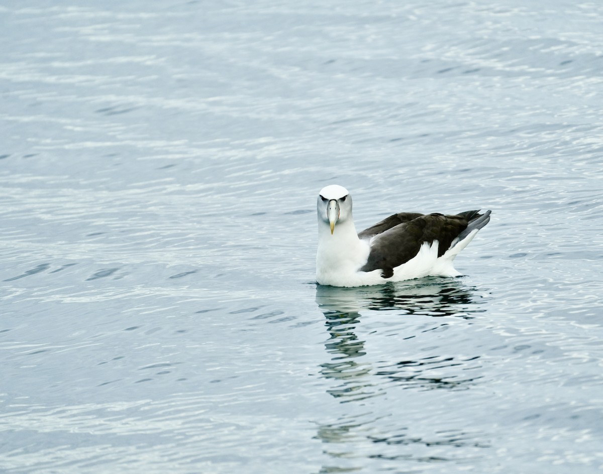 White-capped Albatross - ML613392246
