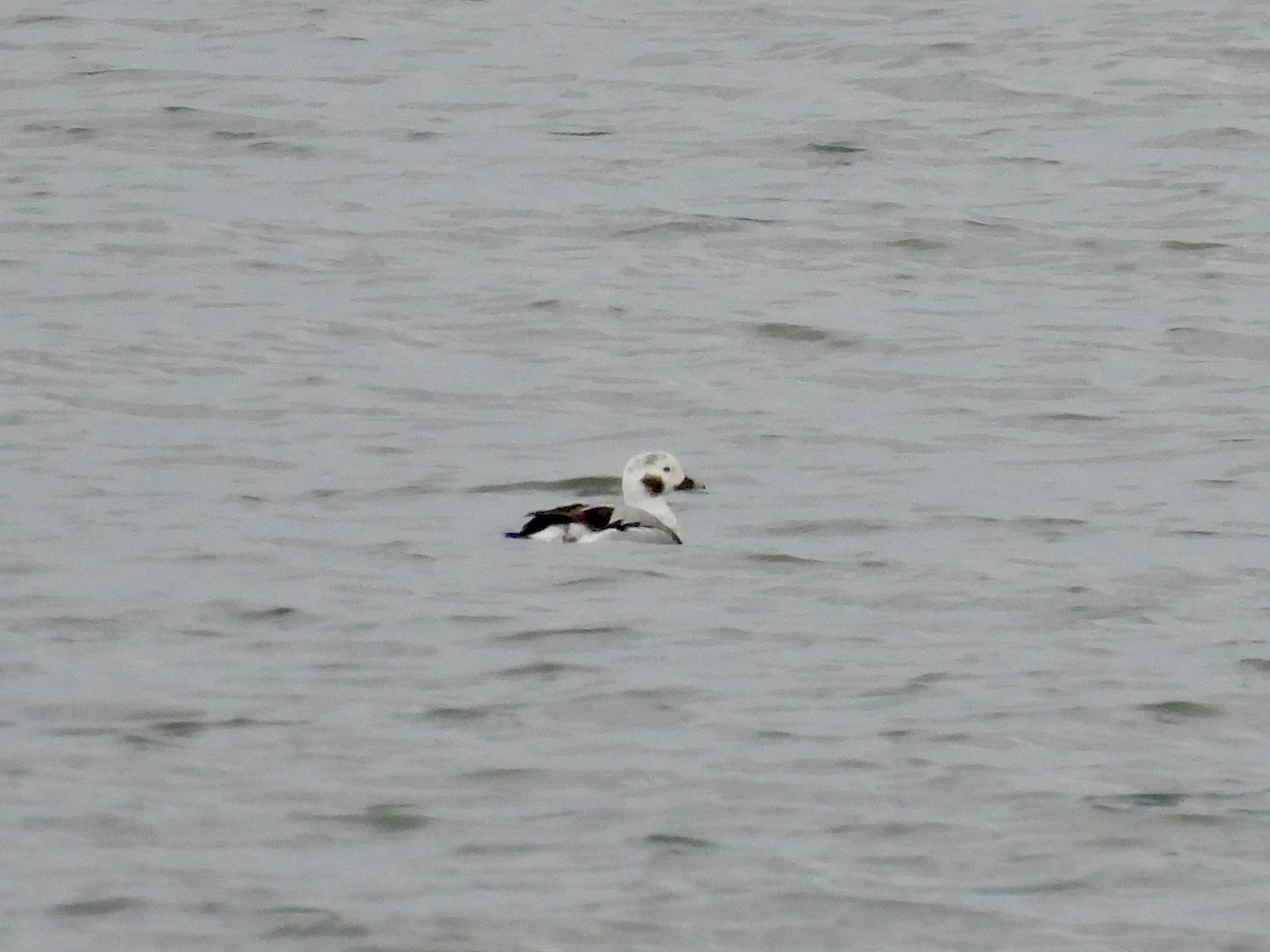 Long-tailed Duck - ML613392797