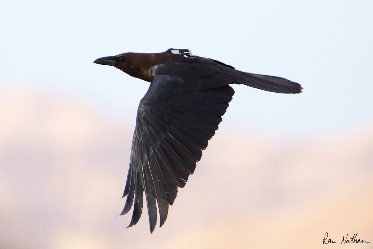 Brown-necked Raven - ML613392887