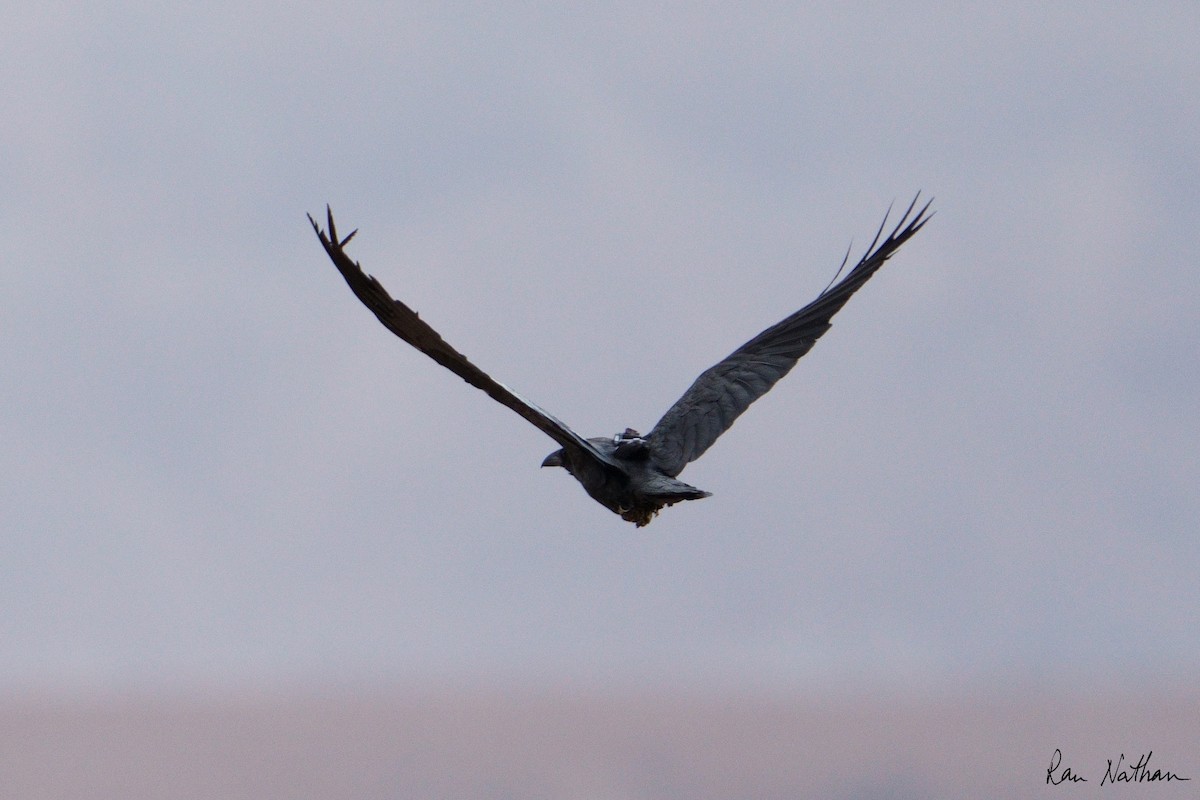 Brown-necked Raven - ML613392890