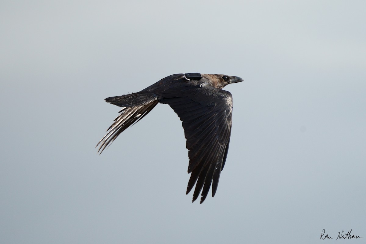 Brown-necked Raven - ML613392908