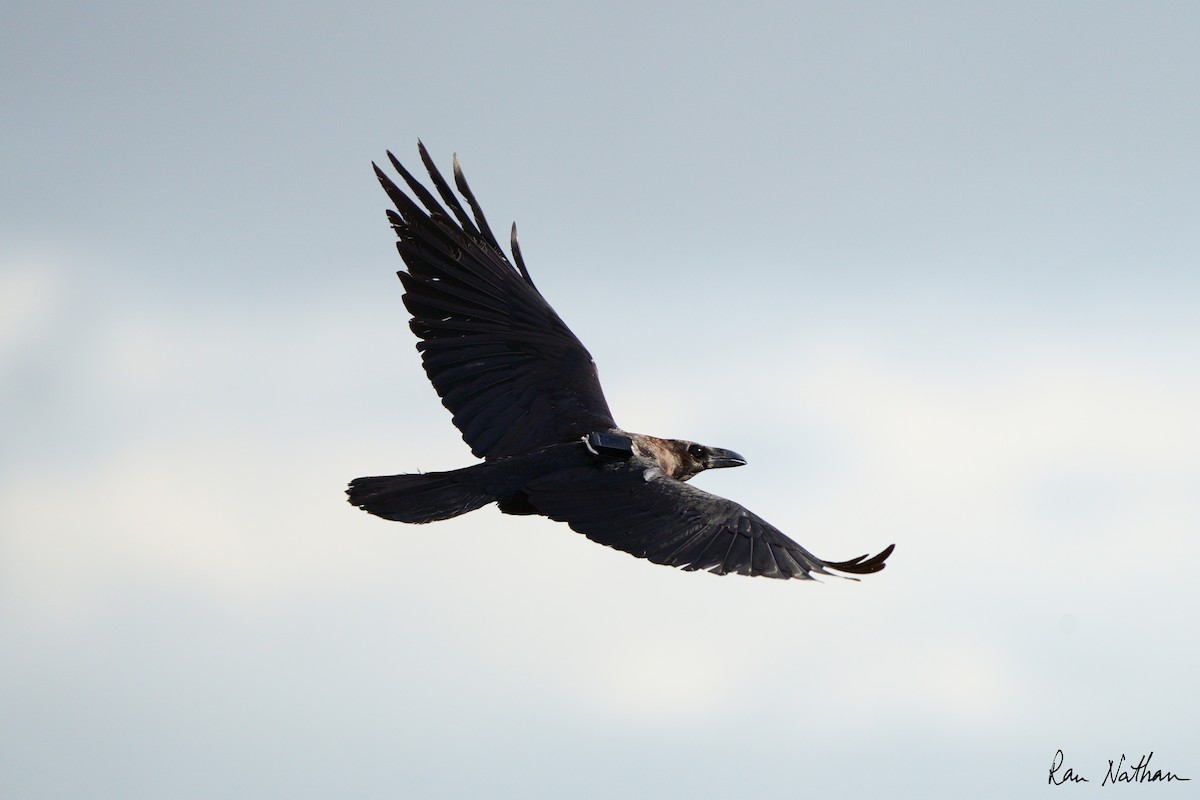 Brown-necked Raven - ML613392910
