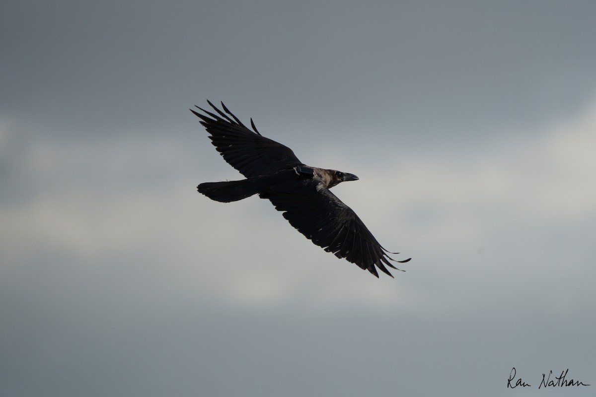 Brown-necked Raven - ML613392914