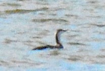 Red-throated Loon - ML613392950