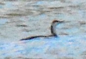 Red-throated Loon - ML613392951