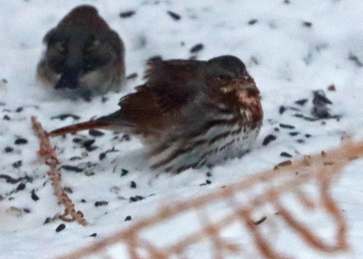 EBird Checklist 11 Jan 2024 Home 14 Species 2 Other Taxa