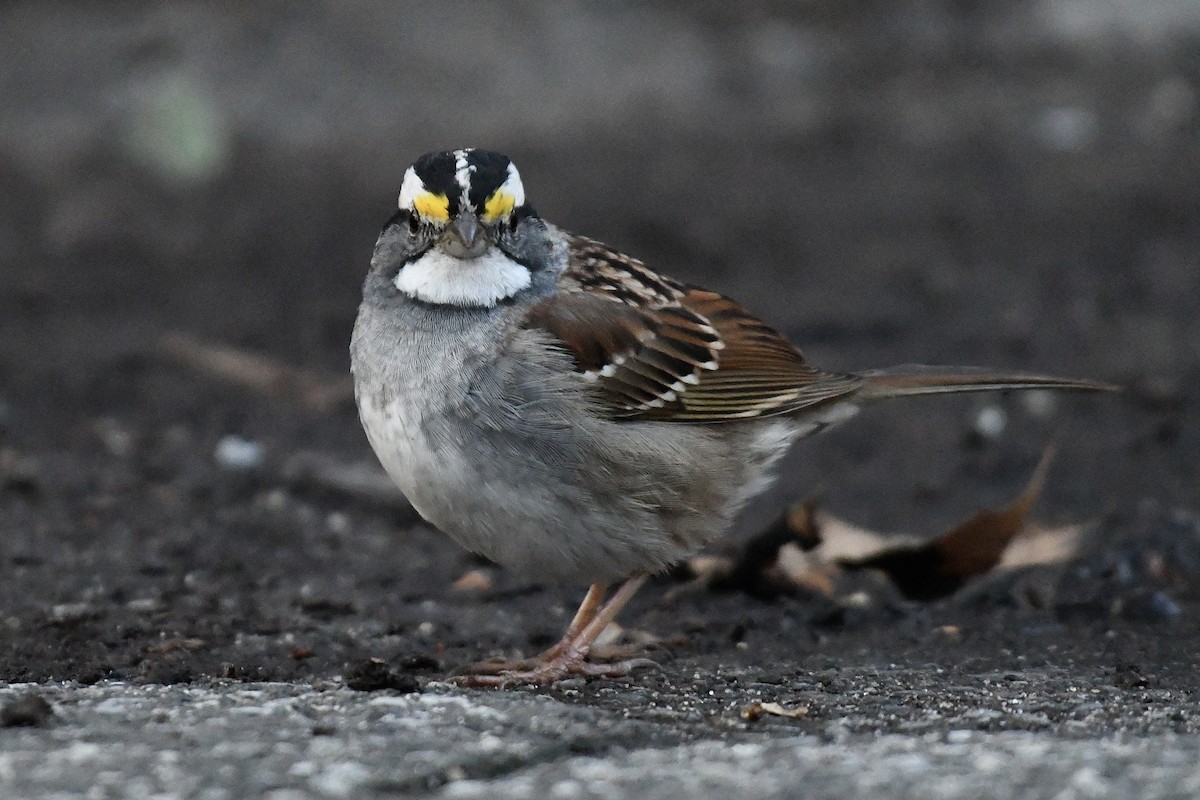White-throated Sparrow - ML613393091