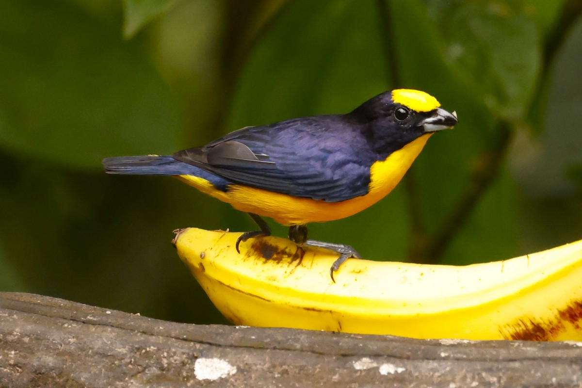 Thick-billed Euphonia (Black-tailed) - ML613393228