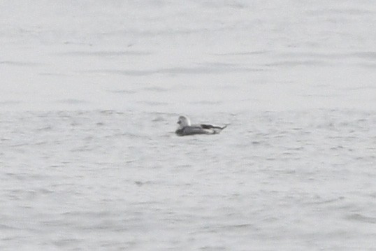 Long-tailed Duck - ML613393413
