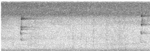 Ak Karınlı Todi Tiranı - ML613393502