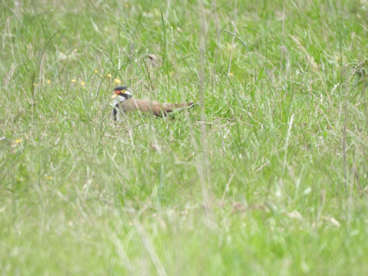Banded Lapwing - ML613393523