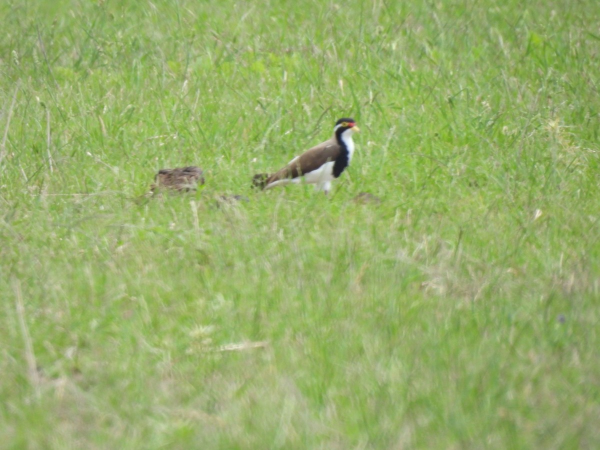 Banded Lapwing - ML613393524