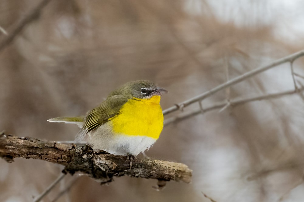 Yellow-breasted Chat - ML613393641