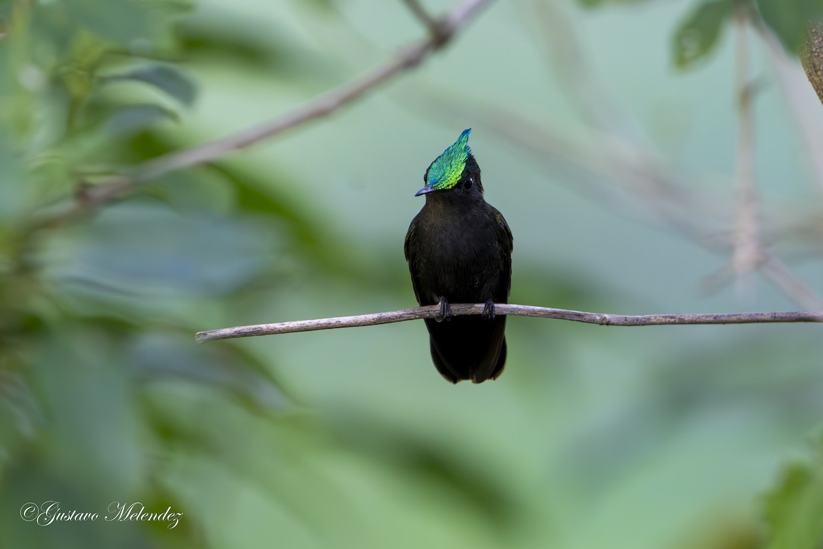 Antillean Crested Hummingbird - ML613393956