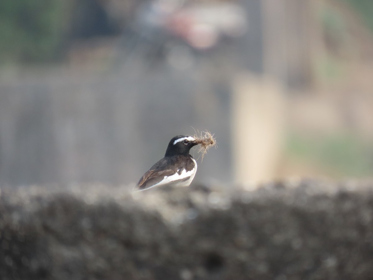 White-browed Wagtail - ML613394064