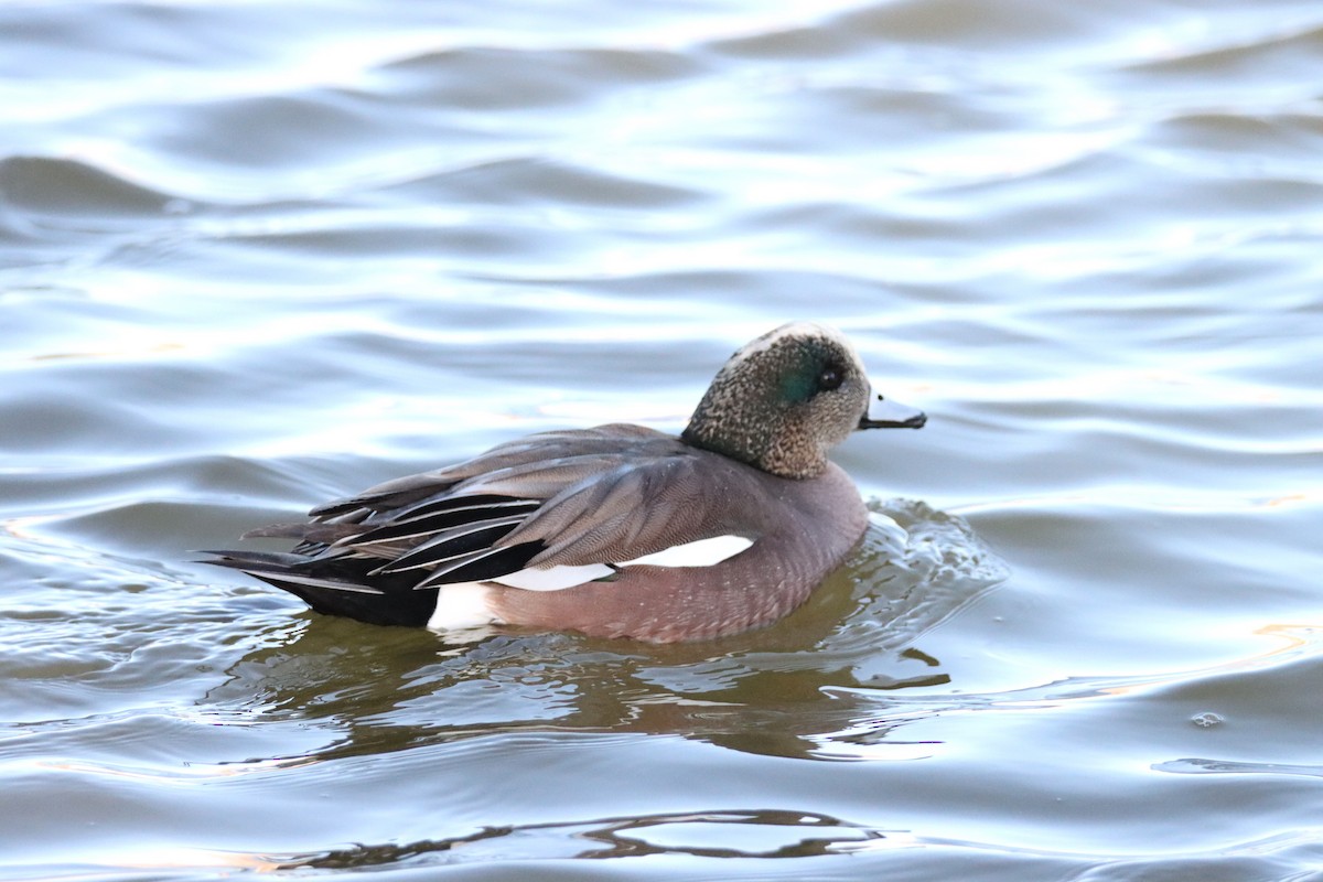 eBird Checklist 11 Jan 2024 Ascarate Park/Lake 40 species (+1