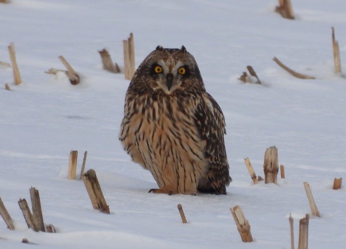 Short-eared Owl - ML613394461