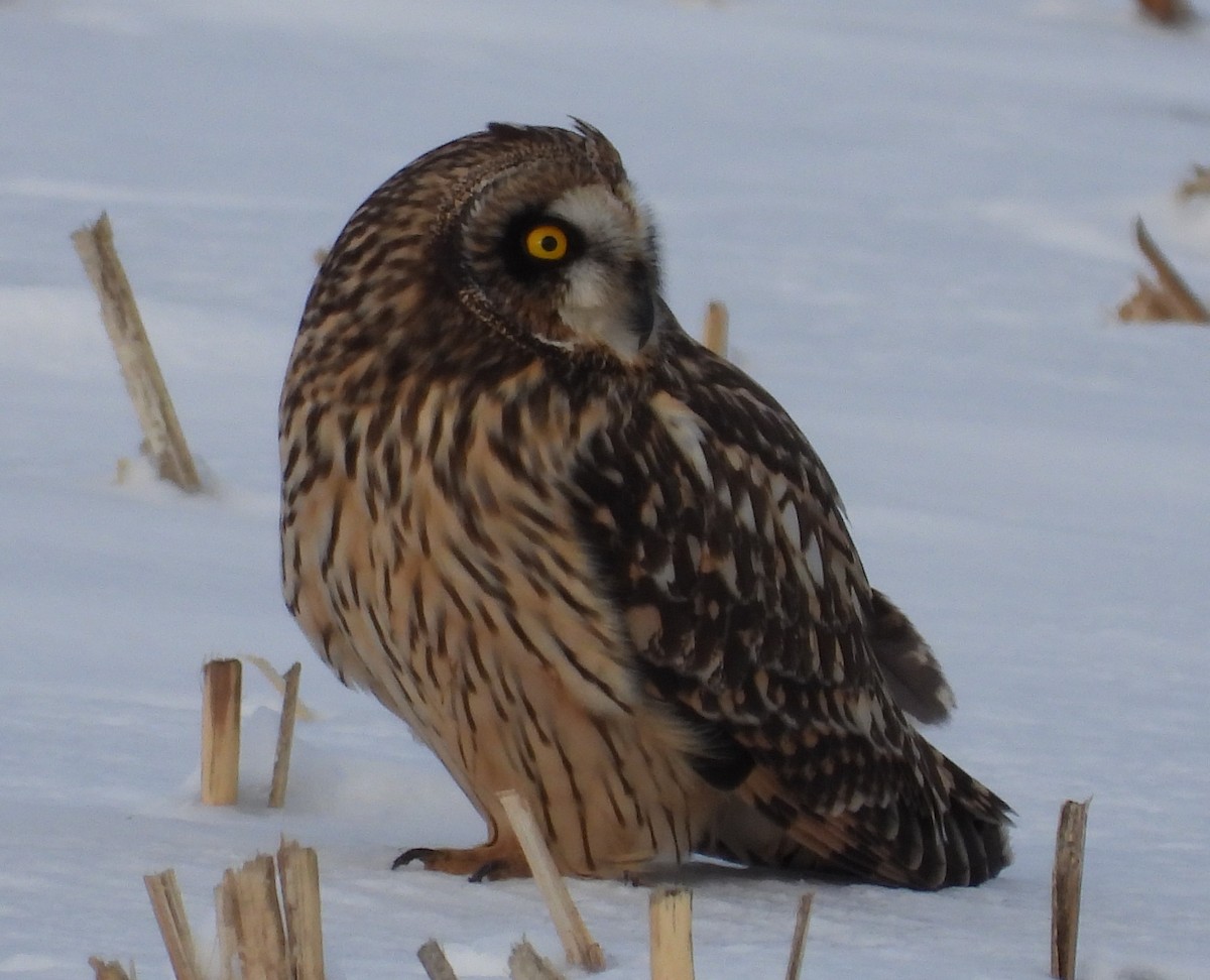 Short-eared Owl - ML613394462