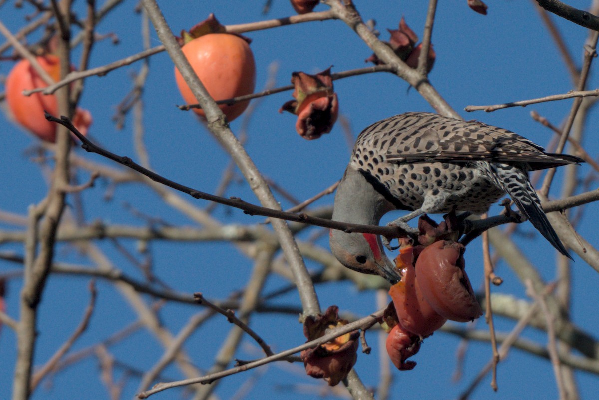 Northern Flicker (Red-shafted) - ML613394839